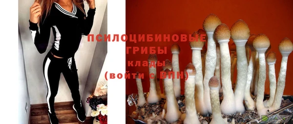 стаф Каменногорск